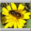 Cheilosia canicularis - Korbbluetler Erzschwebfliege m04.jpg